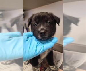 Chow Chow-Unknown Mix Dogs for adoption in San Antonio, TX, USA