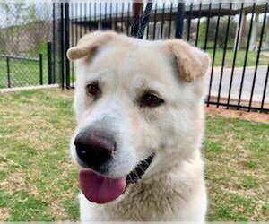 Alaskan Malamute-Unknown Mix Dogs for adoption in Temple, TX, USA