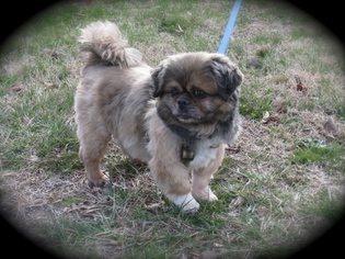 Pekingese Dogs for adoption in Sparta, IL, USA