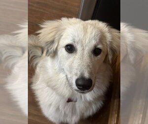 Great Pyrenees Dogs for adoption in Boston, MA, USA