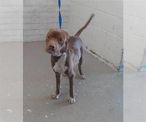 American Pit Bull Terrier Dogs for adoption in San Bernardino, CA, USA