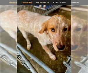 Border Collie-Unknown Mix Dogs for adoption in Benton, PA, USA
