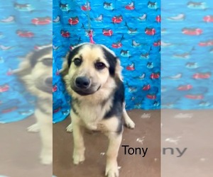Pembroke Welsh Corgi-Unknown Mix Dogs for adoption in Virginia Beach, VA, USA