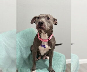 American Pit Bull Terrier Dogs for adoption in Oak Bluffs, MA, USA