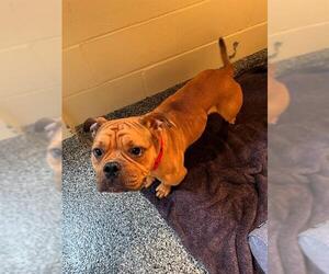 Bulldog-Unknown Mix Dogs for adoption in Brewster, MA, USA