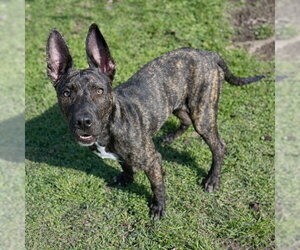 German Shepherd Dog-Mastiff Mix Dogs for adoption in Riverside, CA, USA