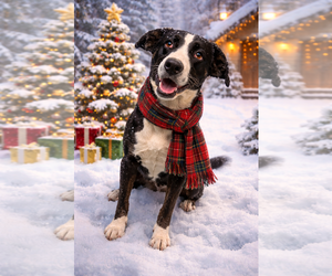 Medium Photo #1 Labrador Retriever-Unknown Mix Puppy For Sale in Rustburg, VA, USA