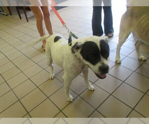 American Staffordshire Terrier-Unknown Mix Dogs for adoption in Ocala, FL, USA