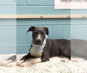 Lab-Pointer Dogs for adoption in Orangeburg, SC, USA