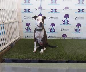 American Pit Bull Terrier Dogs for adoption in Orlando, FL, USA
