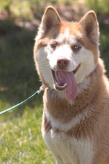 Siberian Husky Dogs for adoption in Palo Alto, CA, USA