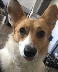 Pembroke Welsh Corgi Dogs for adoption in Springfield, OH, USA