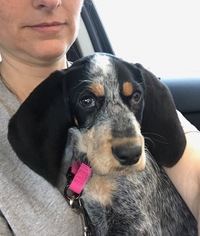 Bluetick Coonhound Dogs for adoption in Carrollton, TX, USA