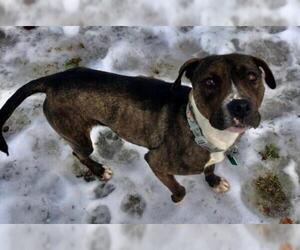 American Boston Bull Terrier Dogs for adoption in Clarkston, MI, USA