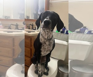 Pointer-Unknown Mix Dogs for adoption in Germantown, OH, USA