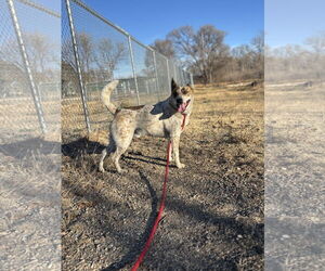 Red Heeler-Unknown Mix Dogs for adoption in Las Vegas, NM, USA