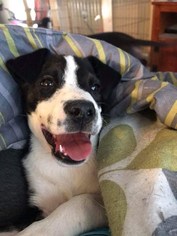 Sheprador Dogs for adoption in Marrero, LA, USA