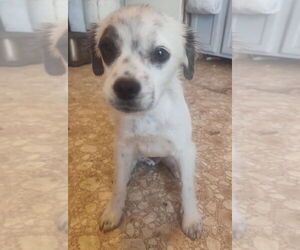 Pug-Unknown Mix Dogs for adoption in Brewster, NY, USA