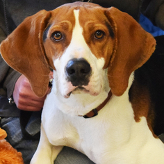 Coonhound Dogs for adoption in Huntley, IL, USA