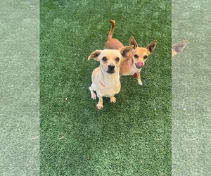 Chihuahua Dogs for adoption in Phoenix, AZ, USA