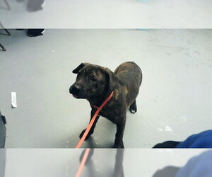 Mutt Dogs for adoption in Fayetteville, NC, USA