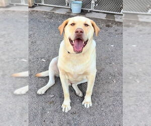 Labrador Retriever Dogs for adoption in Webster, WI, USA