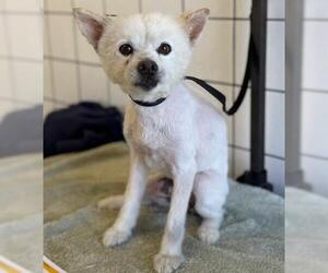 American Eskimo Dog Dogs for adoption in Downey, CA, USA