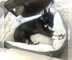 Labrador Retriever-Unknown Mix Dogs for adoption in San Diego, CA, USA