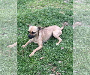 Chihuahua-Unknown Mix Dogs for adoption in Eastman, GA, USA