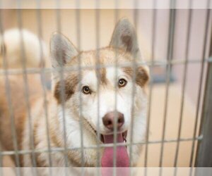 Alusky Dogs for adoption in Martinez, CA, USA