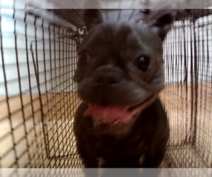 French Bulldog Dogs for adoption in Martinez, CA, USA
