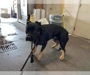 German Shepherd Dog-Unknown Mix Dogs for adoption in Downey, CA, USA