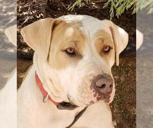 Bulldog Dogs for adoption in Albuquerque, NM, USA