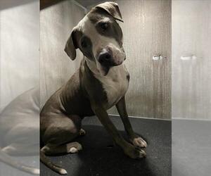 American Staffordshire Terrier-Unknown Mix Dogs for adoption in San Antonio, TX, USA