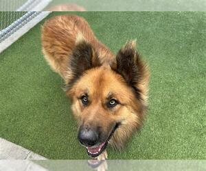 German Shepherd Dog-Unknown Mix Dogs for adoption in Grand Prairie, TX, USA