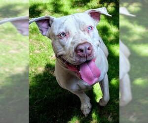 American Pit Bull Terrier Dogs for adoption in Akron, OH, USA