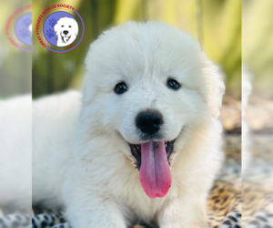 Great Pyrenees Dogs for adoption in Spring, TX, USA