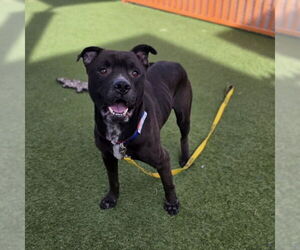 German Shepherd Dog-Unknown Mix Dogs for adoption in Las Vegas, NV, USA