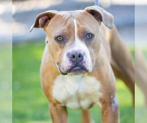 American Pit Bull Terrier Dogs for adoption in Camarillo, CA, USA