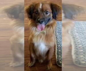 Bea-Tzu Dogs for adoption in Wilmington, DE, USA