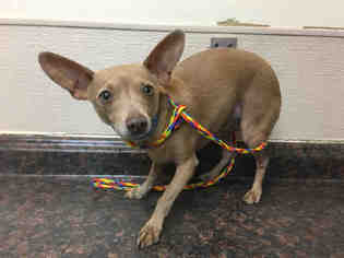 Chihuahua Dogs for adoption in Las Vegas, NV, USA