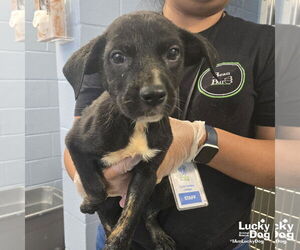Australian Shepherd-Unknown Mix Dogs for adoption in Washington, DC, USA