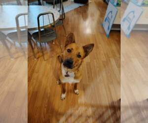 Mutt Dogs for adoption in New London, WI, USA