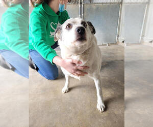 Great Pyrenees-Unknown Mix Dogs for adoption in Linton, IN, USA
