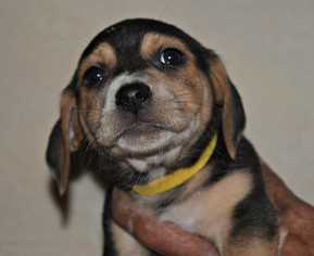 Dachshund Dogs for adoption in Durham, NC, USA