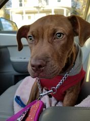 American Pit Bull Terrier Dogs for adoption in Hanover, PA, USA
