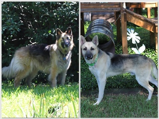 Medium Photo #1 German Shepherd Dog-Unknown Mix Puppy For Sale in Denton, TX, USA