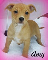 Dachshund-Unknown Mix Dogs for adoption in Anaheim Hills, CA, USA