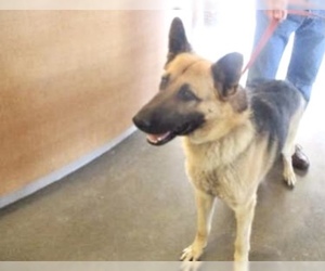 German Shepherd Dog Dogs for adoption in Pampa, TX, USA