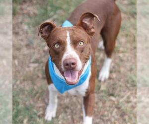American Staffordshire Terrier-Unknown Mix Dogs for adoption in San Antonio, TX, USA